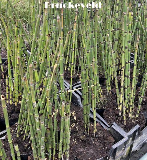 Equisetum japonicum