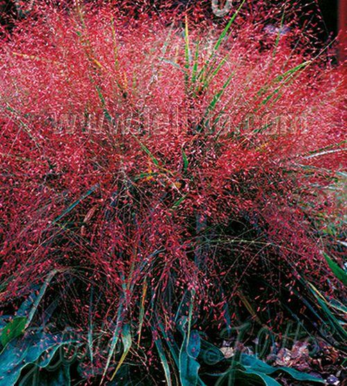 Eragrostis spectabilis