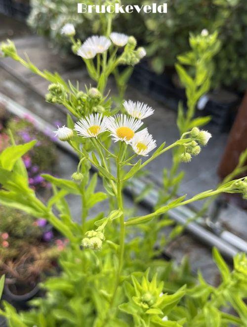 Erigeron annuus