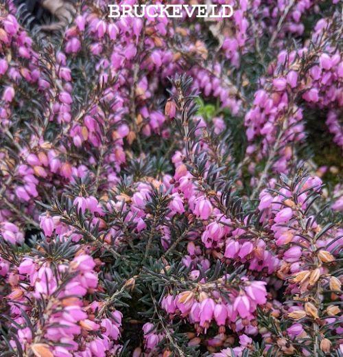 Erica carnea 'Praecox Rubra'