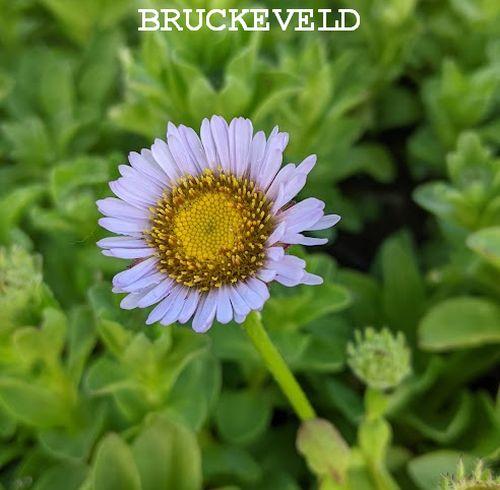 Erigeron glaucus