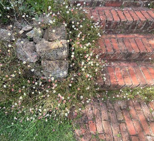 Erigeron karvinskianus