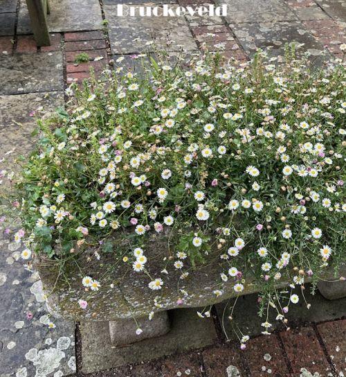 Erigeron karvinskianus