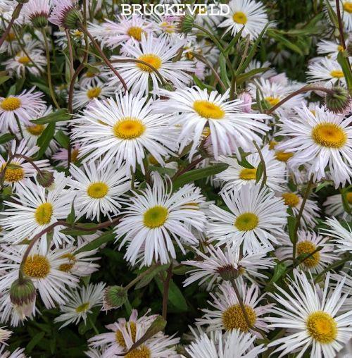 Erigeron 'Sommerneuschnee'