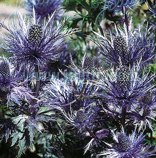 Eryngium alpinum 'Blue Star'