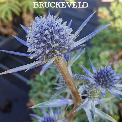 Eryngium bourgatii