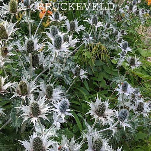 Eryngium giganteum