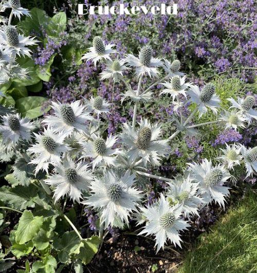 Eryngium giganteum