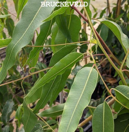 Eucalyptus citriodora