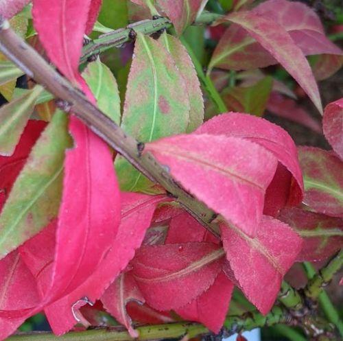 Euonymus alatus  Compactus'