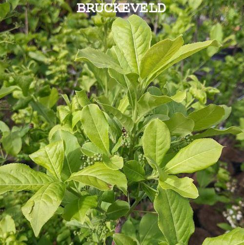 Euonymus europeaus 'Red Cascade'