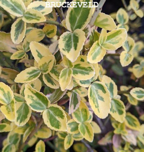 Euonymus fortunei 'Emerald Gold'