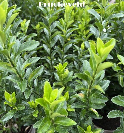 Euonymus japonicus 'Green Spire'