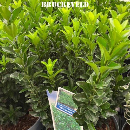 Euonymus japonicus 'Microphyllus'