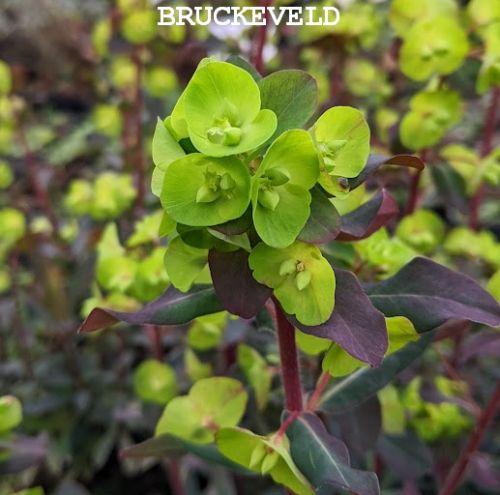 Euphorbia amygdaloides 'Purpurea'