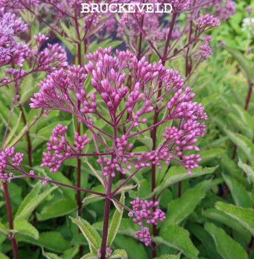 Eupatorium 'Baby Joe' PBR