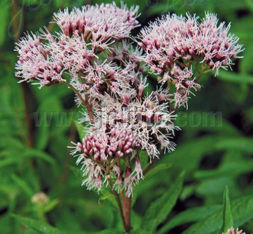 Eupatorium cannabinum