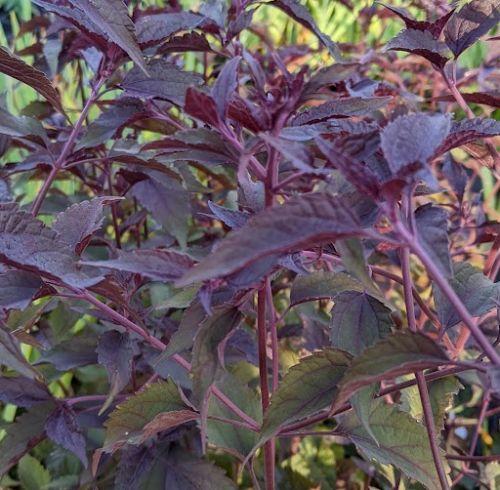 Eupatorium rugosum 'Chocolate' ( Ageratina)