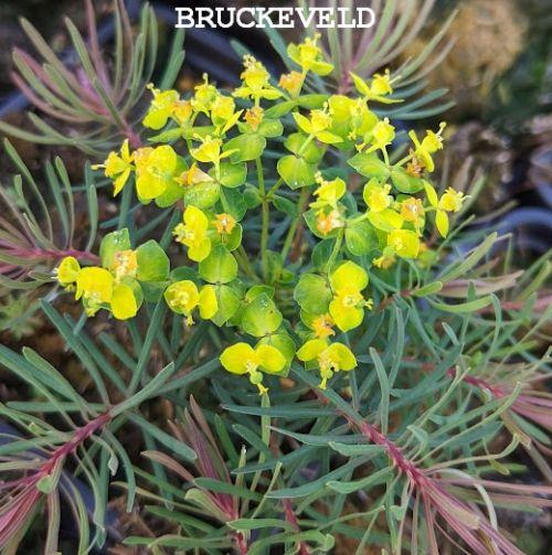 Euphorbia cyparissias 'Fens Ruby'