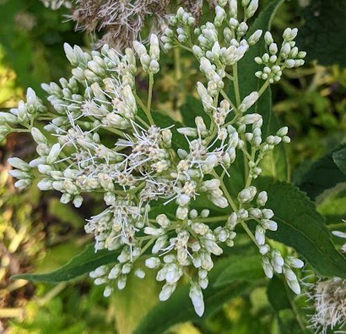 Eupatorium mac. 'Album' (Ivory Towers)