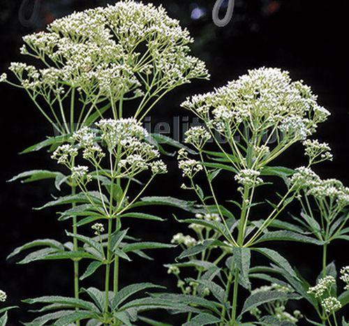 Eupatorium mac. 'Album' (Ivory Towers)