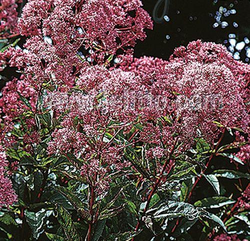 Eupatorium mac. 'Atropurpureum'