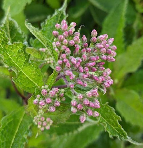 Eupatorium mac. 'Purple Bush'