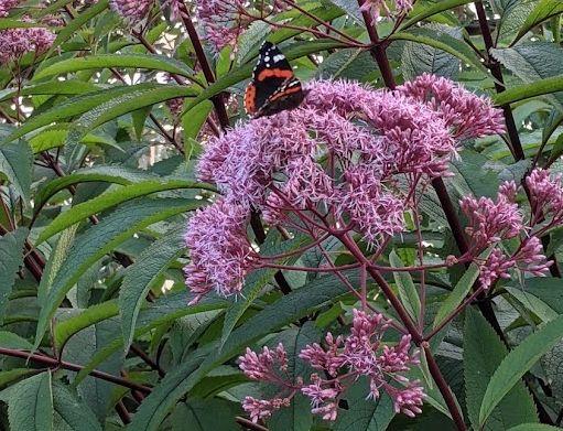 Eupatorium mac. 'Riesenschirm'
