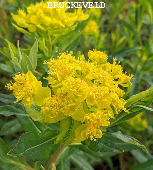 Euphorbia palustris