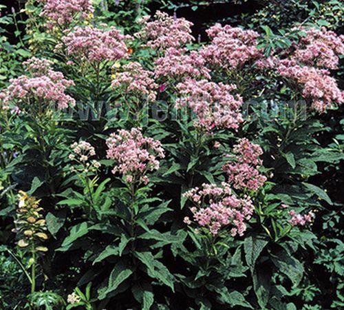 Eupatorium purpureum