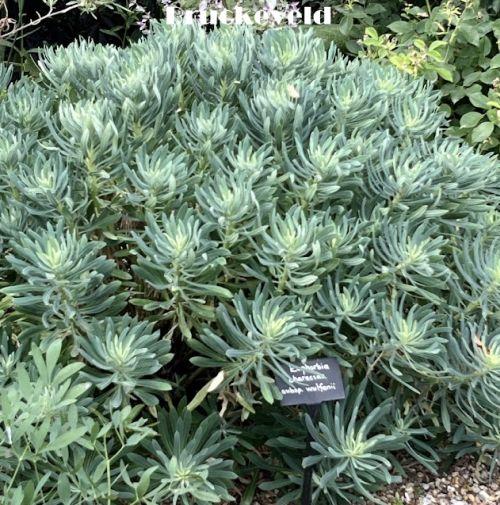 Euphorbia characias ssp. wulfenii