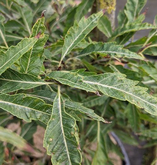 Fagus syl. 'Aspleniifolia'