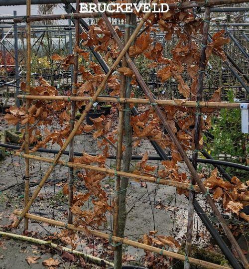 Fagus sylvatica leivorm scherm van onderaf