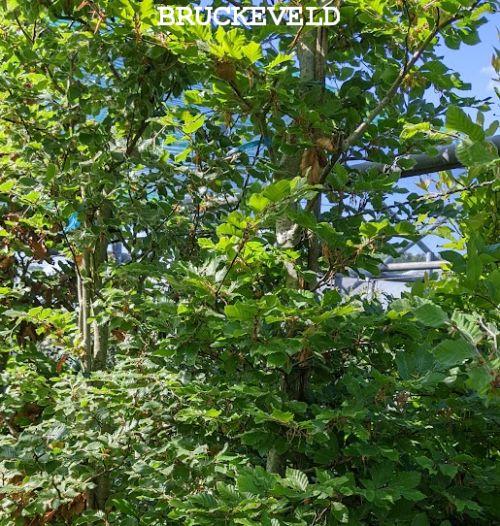 Fagus sylvatica veer