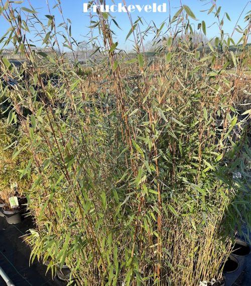 Fargesia nitida 'Black Pearl'