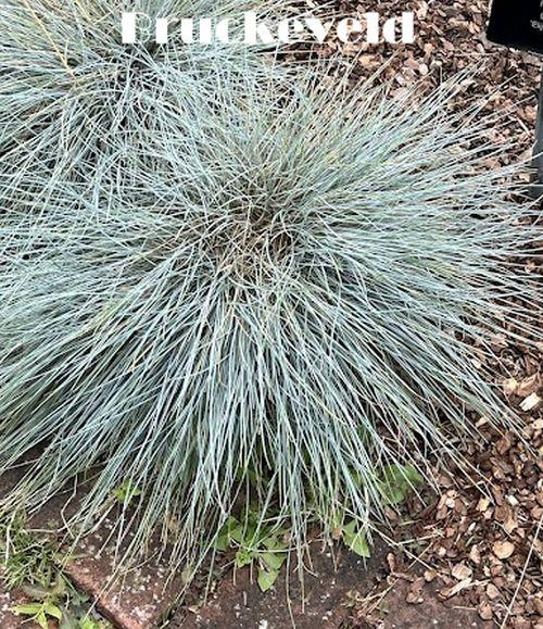 Festuca glauca 'Elijah Blue'
