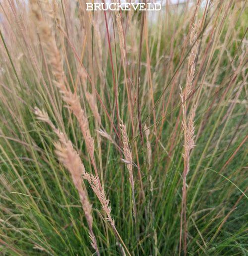 Festuca 'Sunrise'®