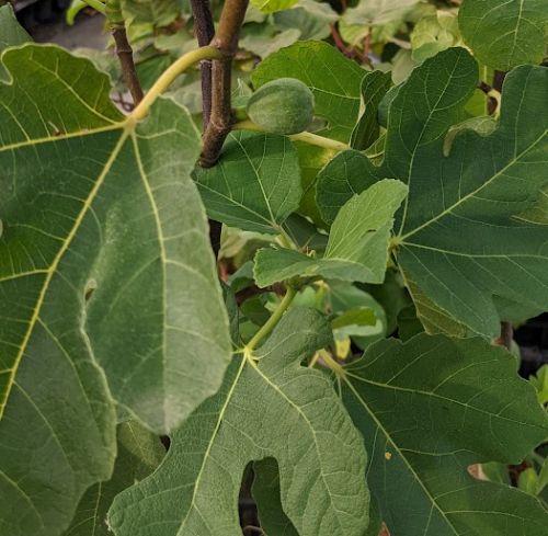 Ficus carica 'Brown Turkey'