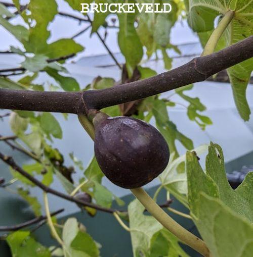 Ficus carica / VIJG