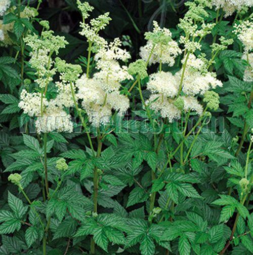 Filipendula ulmaria