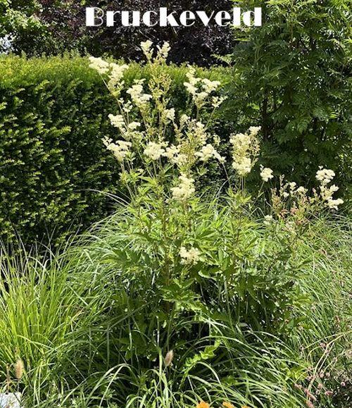 Filipendula ulmaria