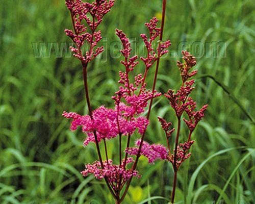 Filipendula rubra 'Venusta '