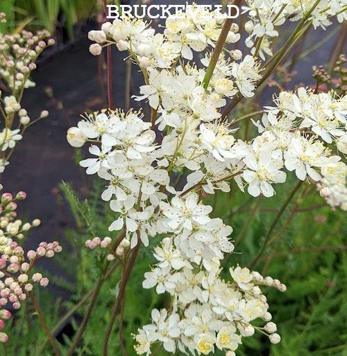 Filipendula vulgaris