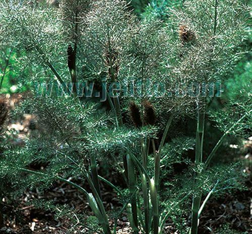 Foeniculum vulgare 'Giant Bronze'