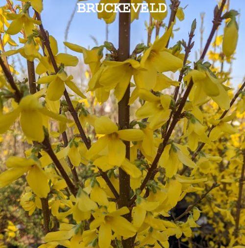 Forsythia x intermedia 'Courtalyn' (Weekend)