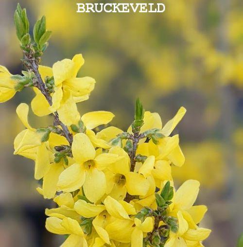 Forsythia x intermedia 'Lynwood'