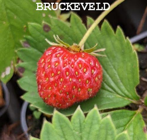 Fragaria moschata 'Mara des bois'