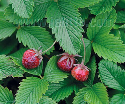 Fragaria moschata