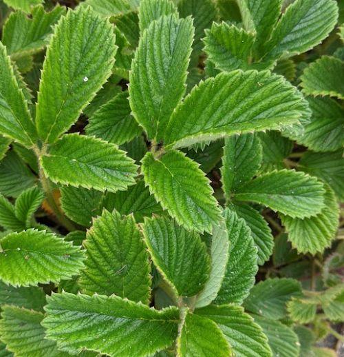 Fragaria rubicola 'Mount Omei'