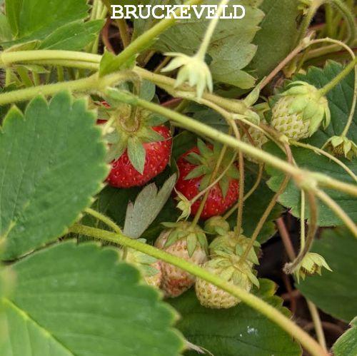 Fragaria ana. 'Ostara'